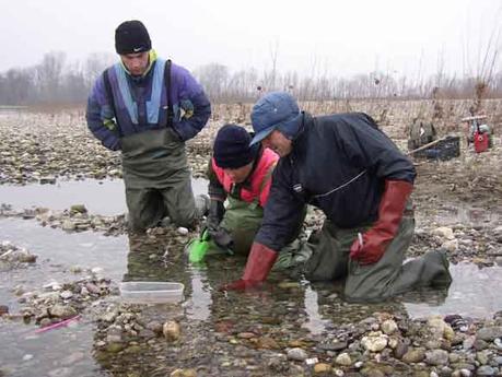 Missione possibile: fermare l’invasione del siluro nell’Adda