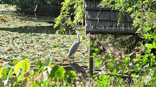 Nihon incontra Viaggiappone: Kinkaku-ji e Ryoan-ji