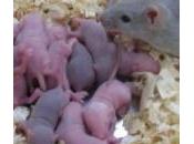 Ovuli topo creati laboratorio: Giappone speranza contro l’infertilità