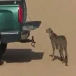 Arabia Saudita, a caccia di antilopi con il leopardo