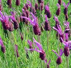 lavandula stocheas