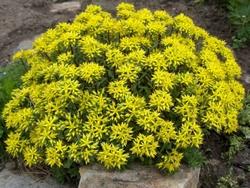 sedum fiorito