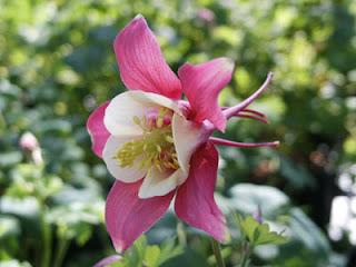 Aquilegia