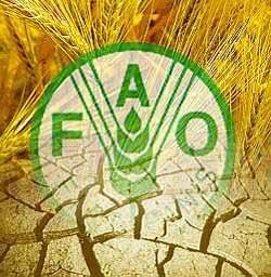 Fao: stipendi d’oro per 'dimezzare' la fame nel mondo!