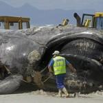 Sudafrica, la carcassa di balena lunga 15 metri 02