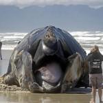 Sudafrica, la carcassa di balena lunga 15 metri 01