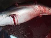 Continua massacro degli squali alle Isole Azzorre