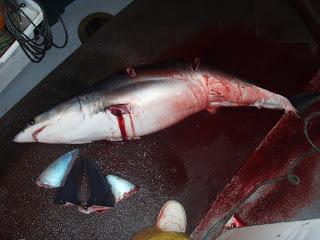 Continua il massacro degli squali alle Isole Azzorre