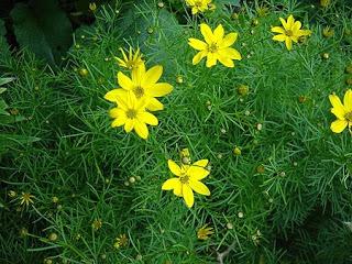 Coreòpside (Coreopsis)