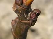 ficus carica stomaco