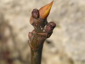 IL FICUS CARICA PER LO STOMACO