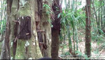 L'albero dei defunti di Tana Toraja