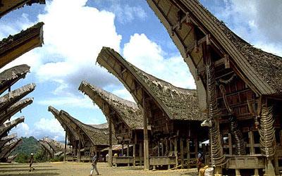 L'albero dei defunti di Tana Toraja