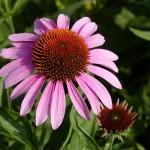 Echinacea, la cura dolce contro il raffreddore