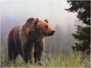 Orso