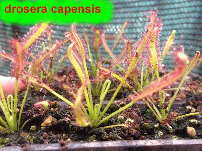 Piante carnivore disponibili, dionaea b52, drosera capensis, ecc...