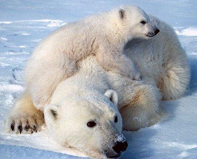 Salviamo l’Artico, salviamo la nostra Terra