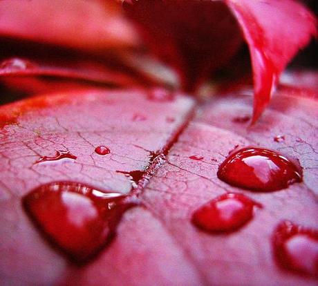 red rain by evilnick, on Flickr