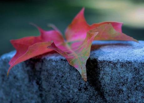 Autumn’s Flower free creative commons by Pink Sherbet Photography, on Flickr