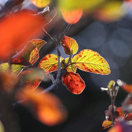 deciduous by jenny downing, on Flickr