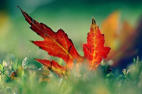 Leaf by Jeff Kubina, on Flickr