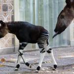Okapi calf Nkosi in the Antwerp Zoo05