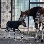 Okapi calf Nkosi in the Antwerp Zoo01