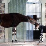 Okapi calf Nkosi in the Antwerp Zoo06