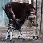 Nkosi, il piccolo okapi dello zoo di Anversa