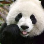 Cina, liberato il panda Tao Tao cresciuto in cattività