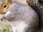 scoiattolo grigio Umbria: minaccia biodiversità incognita sanitaria