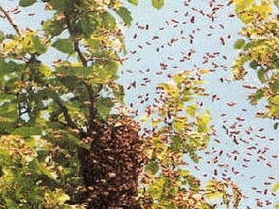 Anziano di Arbrea ucciso da uno sciame di vespe