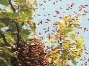 Arborea Sciame uccide Vincenzo Contu