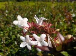 abelia nana