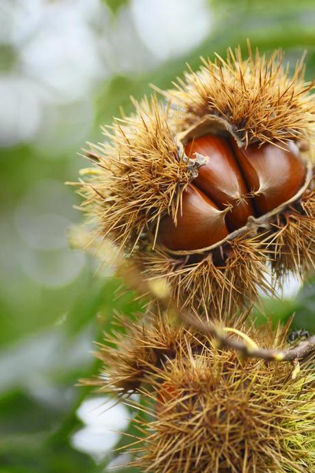 castagne nel guscio