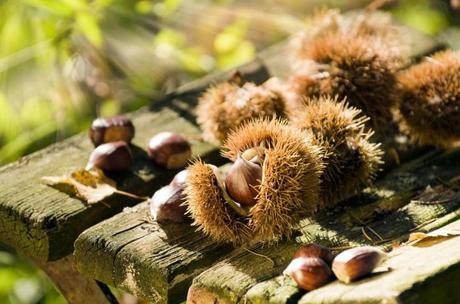 castagne