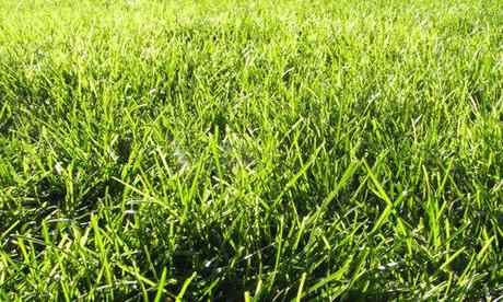 grass texture 