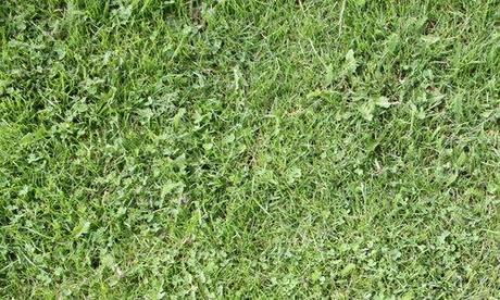 grass texture 