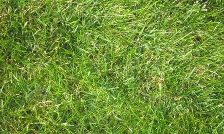 grass texture 