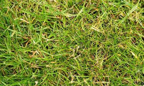 grass texture 