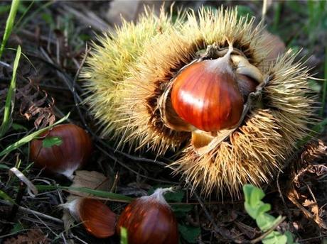 CASTAGNE - ALTRA MERAVIGLIA DI OTTOBRE...