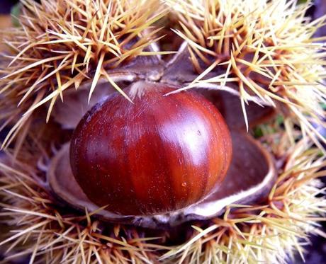 CASTAGNE PER CONDIRE