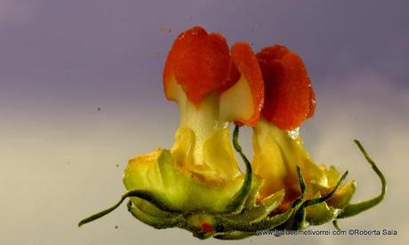 Pistillo di fiore di zucca femmina.