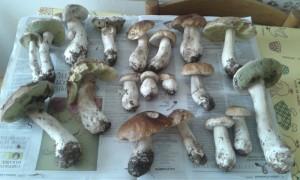 Come pulire e preparare i funghi