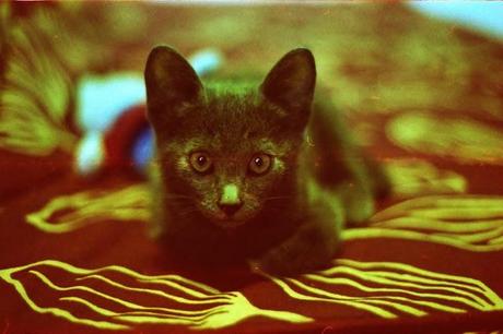 Revolog 600nm TEST ROLL parte 2 - Martino