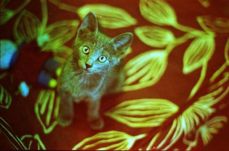 Revolog 600nm TEST ROLL parte 2 - Martino