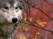 MiG-31 difesa della regione artica russa!