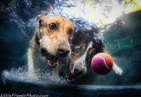 Underwater dogs