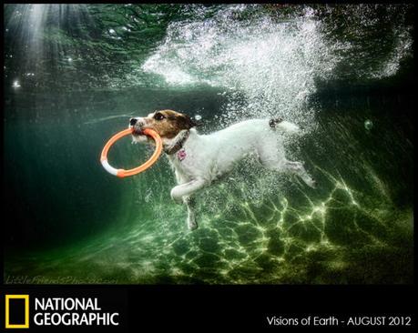 Underwater dogs