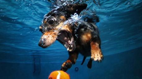 Underwater dogs